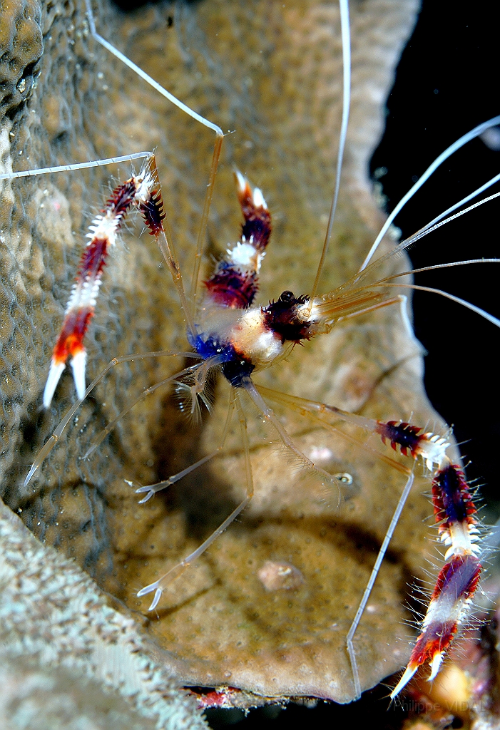Banda Sea 2018 - DSC05833_rc - Banded coral shrimp - Grande crevette nettoyeuse - Stenopus hispidus.jpg